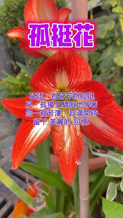 孤挺花 風水|【認識孤挺花】 芬芳華麗 的 孤挺花＠逸竹（y t）野叟